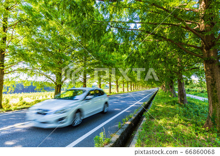 （滋賀縣）牧野高原水杉樹 66860068