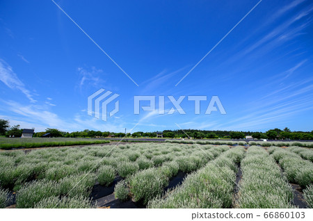 Blue Sky and Lavender Garden Misato Town, Akita Prefecture Blue Sky and Lavender Garden Misato Town, Akita Prefecture 66860103