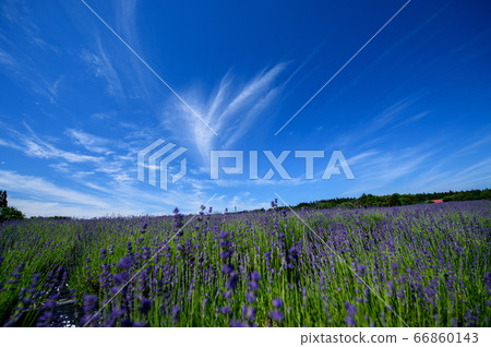 Blue Sky and Lavender Garden Misato Town, Akita Prefecture Blue Sky and Lavender Garden Misato Town, Akita Prefecture 66860143