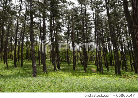 Pine forest coastal erosion control forest 66860147