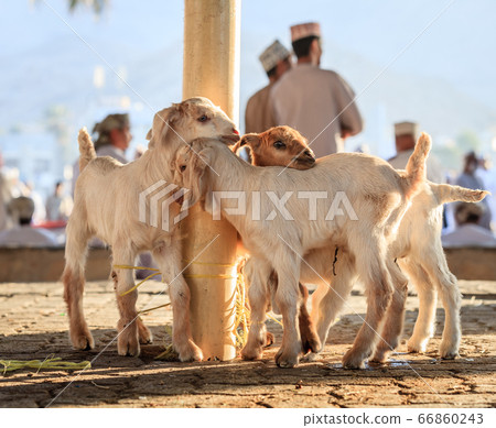 Goat market in Nizwa Goat market in Nizwa 66860243