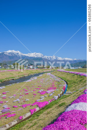 芝櫻和北阿爾卑斯山[初夏的農業裝備河公園] 66860266
