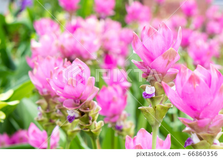 krachai flower in green nature background. krachai flower in green nature background. 66860356