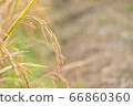 beautiful paddy rice and leaf in plant field ready 66860360