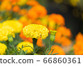 beautiful marigolds flowers bloom in the garden 66860361
