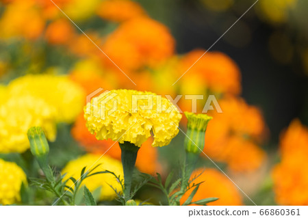 beautiful marigolds flowers bloom in the garden 66860361
