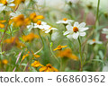 beautiful marigolds flowers bloom in the garden 66860362