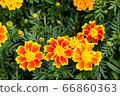 beautiful marigolds flowers bloom in the garden 66860363