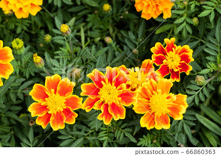 beautiful marigolds flowers bloom in the garden beautiful marigolds flowers bloom in the garden 66860363