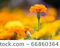 beautiful marigolds flowers bloom in the garden 66860364