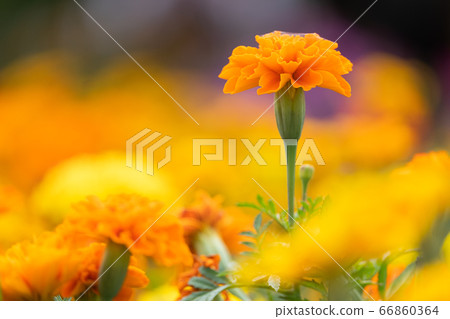 beautiful marigolds flowers bloom in the garden beautiful marigolds flowers bloom in the garden 66860364
