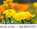 beautiful marigolds flowers bloom in the garden 66860365