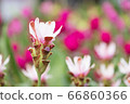 krachai flower in green nature background. 66860366