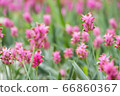 krachai flower in green nature background. 66860367