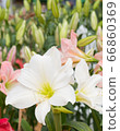 closeup beautiful white tulip in the garden. 66860369