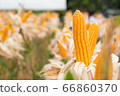 beautiful corn and leaf in plant field ready to 66860370