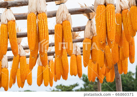 beautiful corn and leaf in plant field ready to beautiful corn and leaf in plant field ready to 66860371