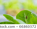 insect on lettuce leaves on black plasstic cover  66860372
