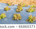 lettuce leaves on black plasstic cover  vegetable 66860373