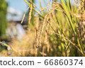 beautiful paddy rice and leaf in plant field ready 66860374