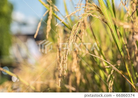 beautiful paddy rice and leaf in plant field ready beautiful paddy rice and leaf in plant field ready 66860374