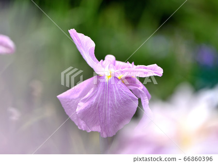 Iris of iris Iris of iris 66860396