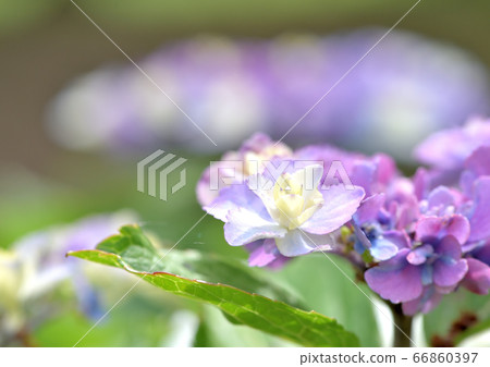 繡球花 繡球花 66860397