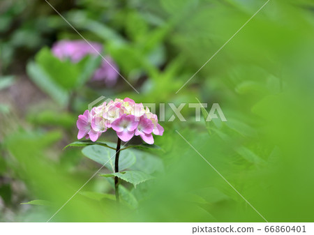 繡球 繡球 66860401