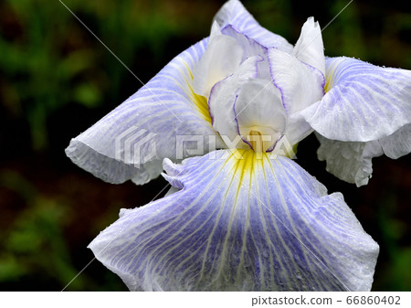 花連衣裙 花連衣裙 66860402