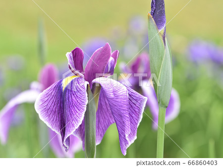 鳶尾花 鳶尾花 66860403