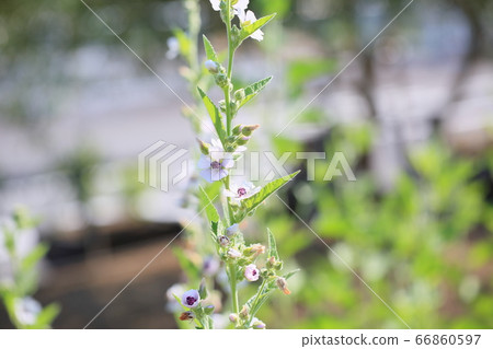 Marshmallow flowers 66860597