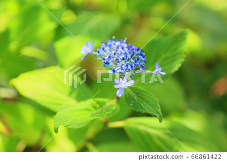 Gaku hydrangea flower 66861422