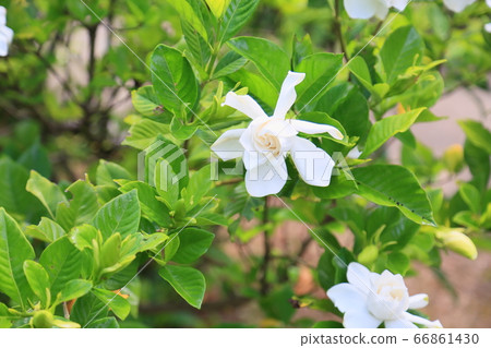 梔子花〉 梔子花〉 66861430