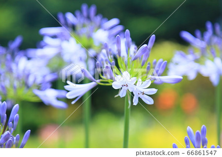 Agapanthus flower Agapanthus flower 66861547