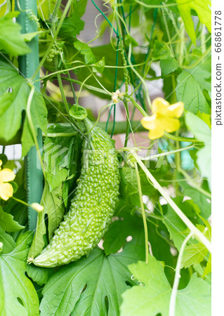 戈雅和鮮花 66861778