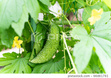 戈雅和鮮花 戈雅和鮮花 66861781