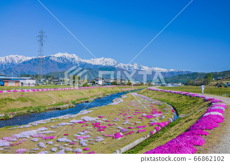 芝櫻和北阿爾卑斯山[初夏的農業裝備河公園] 66862102