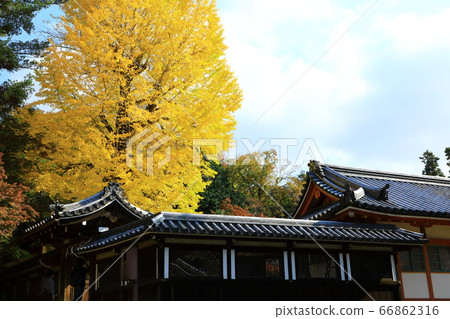 Ginkgo at Temuzan Hachimangu 66862316