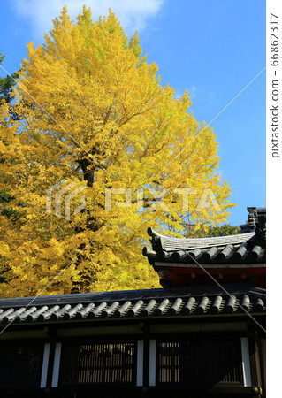 Ginkgo at Temuzan Hachimangu 66862317