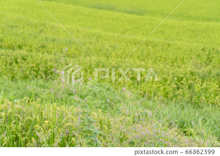 Rice terrace of Asuka 66862399