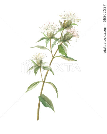 Okera's Flower 66862557