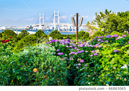 神奈川縣橫濱市港景山公園的繡球花中看到的海灣大橋 66863065