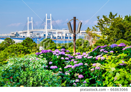 Bay Bridge seen through the hydrangea in Minato-view Hill Park, Yokohama City, Kanagawa Prefecture Bay Bridge seen through the hydrangea in Minato-view Hill Park, Yokohama City, Kanagawa Prefecture 66863066