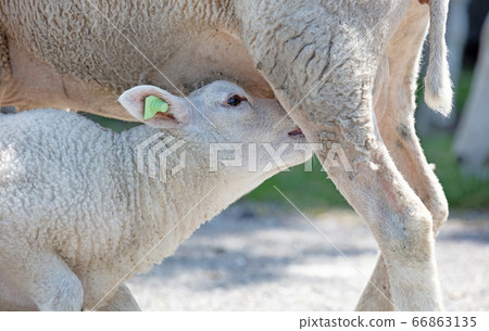 Little lamb drinking Little lamb drinking 66863135