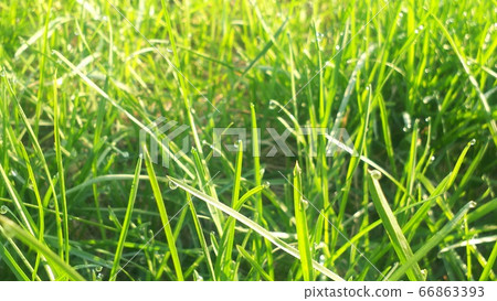 晨露,清晨,北海道,北海道 晨露,清晨,北海道,北海道 66863393