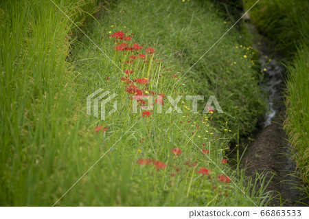 Rice terraces of Asuka and Higanbana 66863533