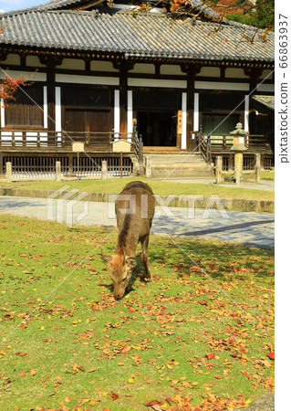 Autumn leaves at Todaiji Sangetsu Temple Autumn leaves at Todaiji Sangetsu Temple 66863937
