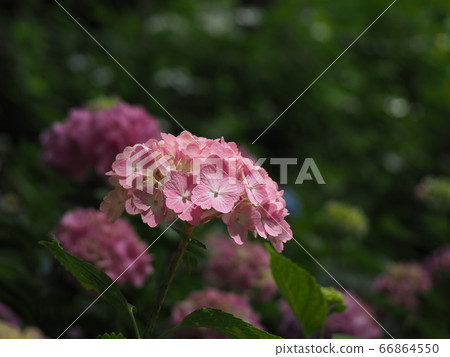 Hydrangea 66864550