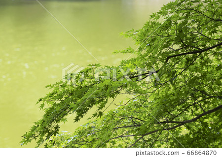 Maple trees that shine green Maple trees that shine green 66864870