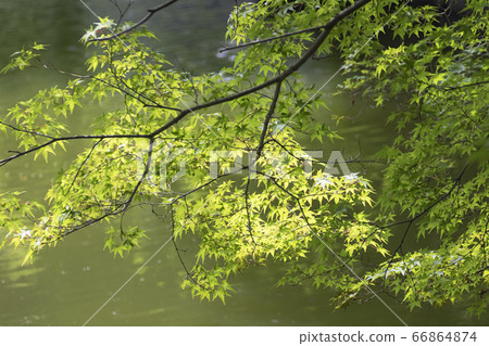 楓樹發出綠色光芒 楓樹發出綠色光芒 66864874